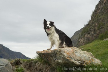 Border collie di vedetta! - progetto "i cani dei Guardiaparco".