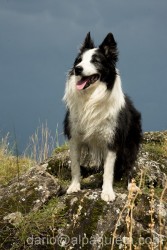 Border collie in attenzione - progetto fotografico "i cani dei Guardiaparco".