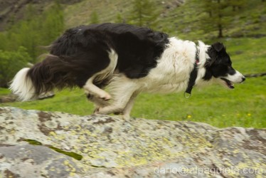 Border collie in corsa - progetto fotografico "i cani dei Guardiaparco".