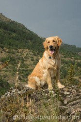 Golden retriever - progetto fotografico "i cani dei Guardiaparco".