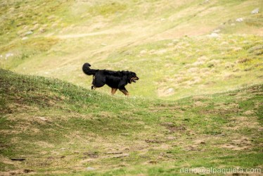 Hovawart all'orizzonte...