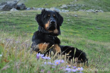 Hovawart in attenzione