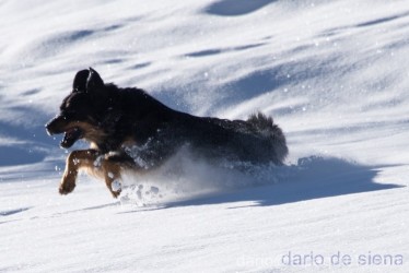 Hovawart in corsa nella neve...