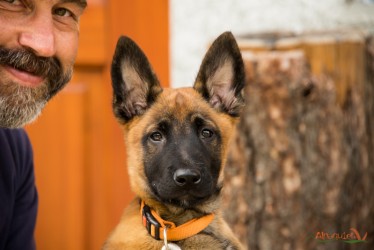 Malinois cucciolo