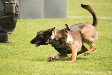 Malinois