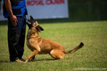 Pastore belga malinois in prova di obbedienza
