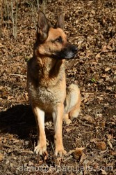 Pastore tedesco adulto