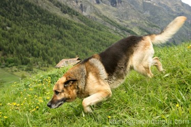 Pastore tedesco in azione