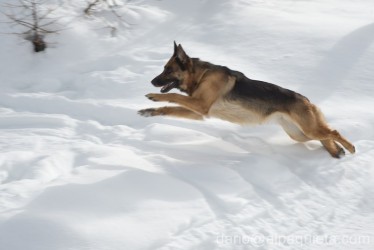 Pastore tedesco in salto!
