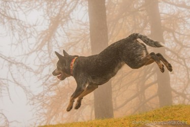 Australian cattle dog