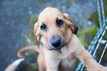 Cucciolo BloodHound