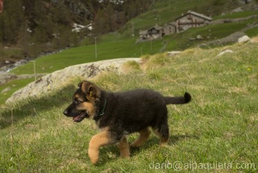 Cucciolo di Pastore tedesco