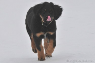 Cucciolo di Hovawart