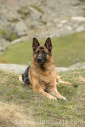 Femmina di Pastore tedesco in attenzione