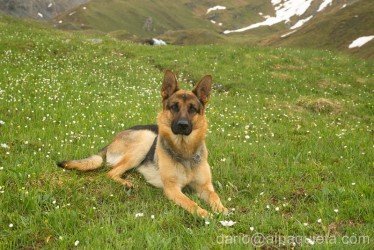 Giovane Pastore tedesco