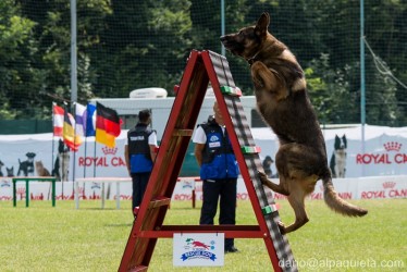 Grigione su palizzata