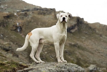 Meticcio di Dogo Argentino