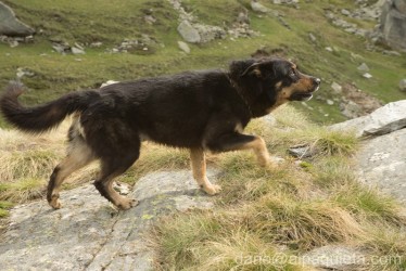 Meticcio di Elkhound