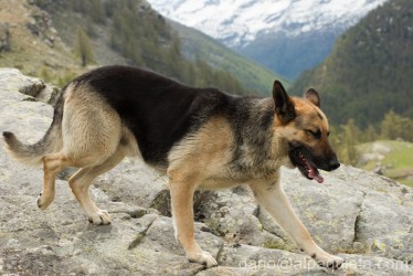 Meticcio di Pastore Tedesco