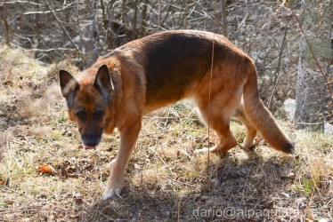 Meticcio di Pastore tedesco anziano