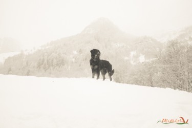 noach delle montagne