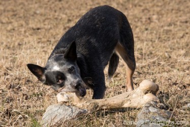 Osso grande per grande cane!