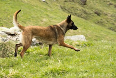 Pastore belga Malinois