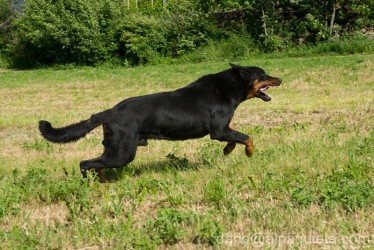 Pastore della Beauce in azione.
