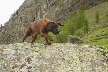 Segugio di Hannover in azione