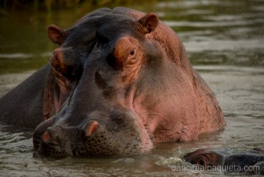 Hippo young male