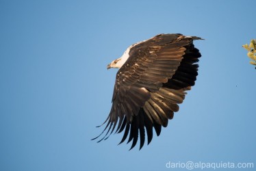 Aquila pescatrice africana