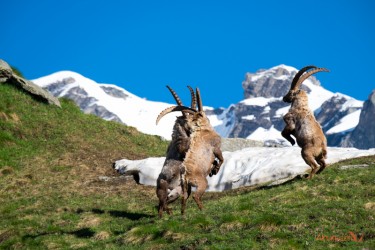 Come solo Loro sanno!