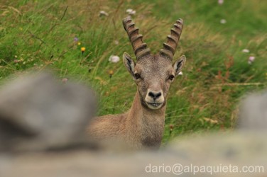 Giovane stambecco maschio