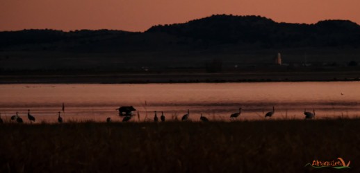 Gru al tramonto e cinghiale