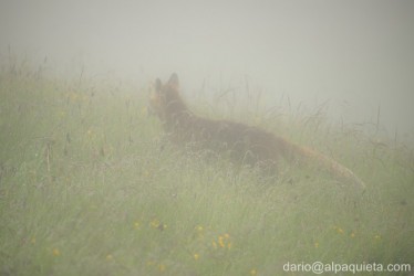 Le nuvole della Volpe