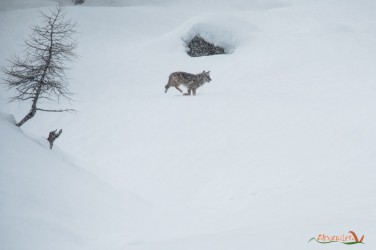 Lupa in corsa sotto la neve