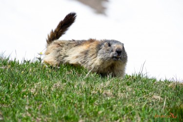 Marmotta a Primavera