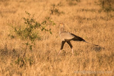 Secretary bird