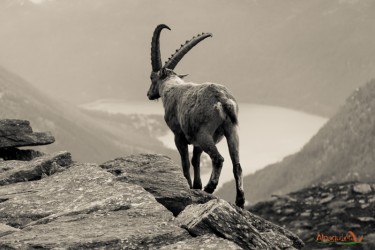 Stambecco Maschio al Bastalon - valle Orco - Parco Nazionale Gran Paradiso