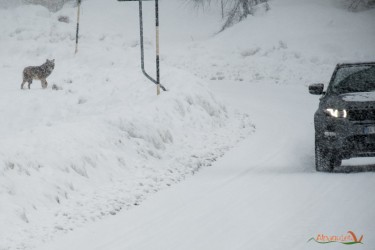 Vedere senza essere visti...