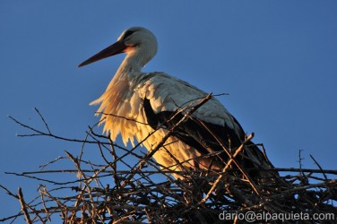 Cicogna al nido