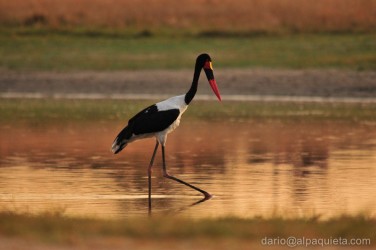 Cicogna dal becco a sella
