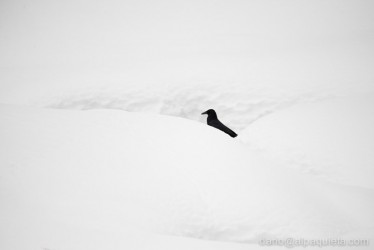 Cornacchia nera su neve