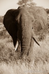 Elefante maschio