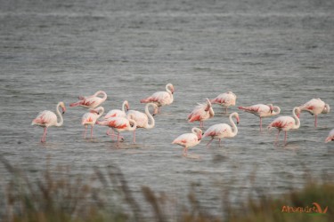 Fenicotteri