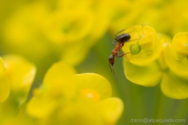 Formica su euphorbia
