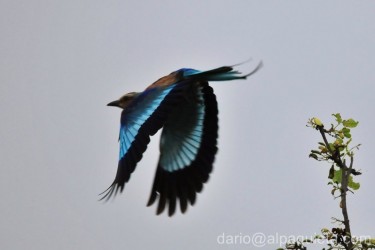Ghiandaia marina spicca il volo