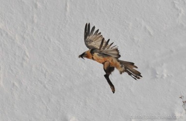 Gipeto con zampa di camoscio