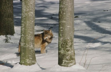 Il lupo e il suo bosco
