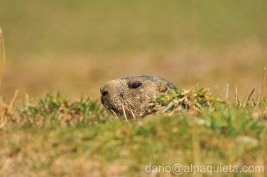 Il giorno della marmotta
